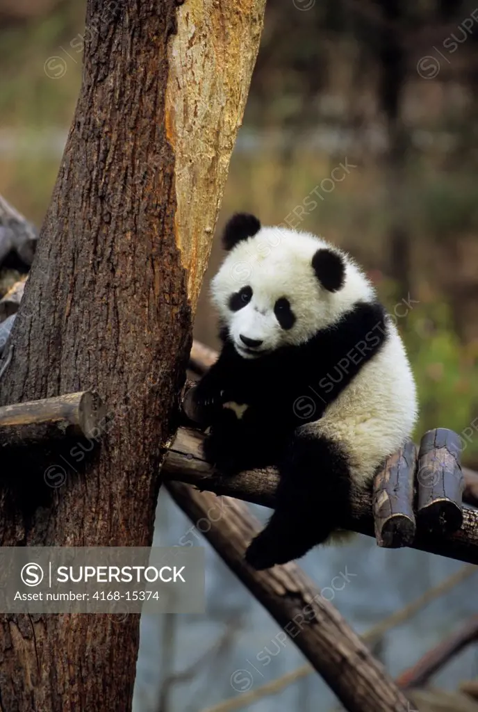 China, Sichuan Province, Wolong Panda Reserve, Giant  Panda Cub (Ailuropoda Melanoleuca), 6 Months Old, Playing