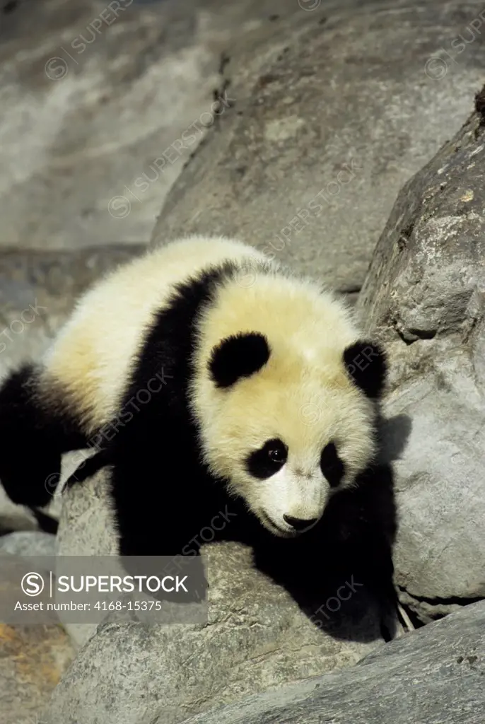 China, Sichuan Province, Wolong Panda Reserve, Giant  Panda Cub (Ailuropoda Melanoleuca), 6 Months Old