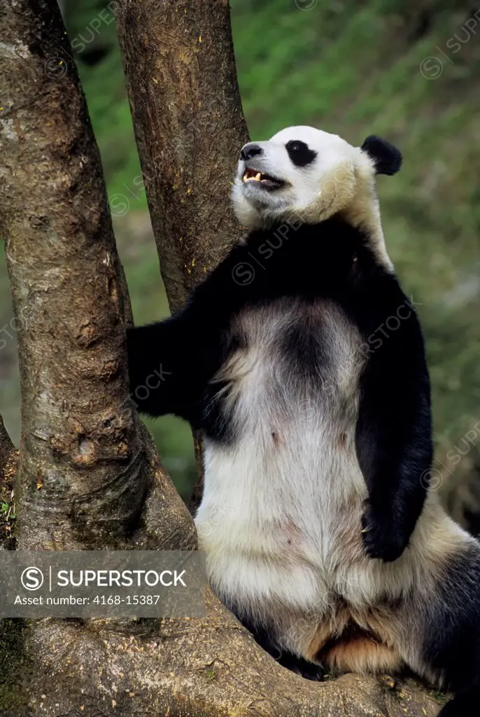 China, Sichuan Province, Wolong Panda Reserve, Giant  Panda (Ailuropoda Melanoleuca) At Tree