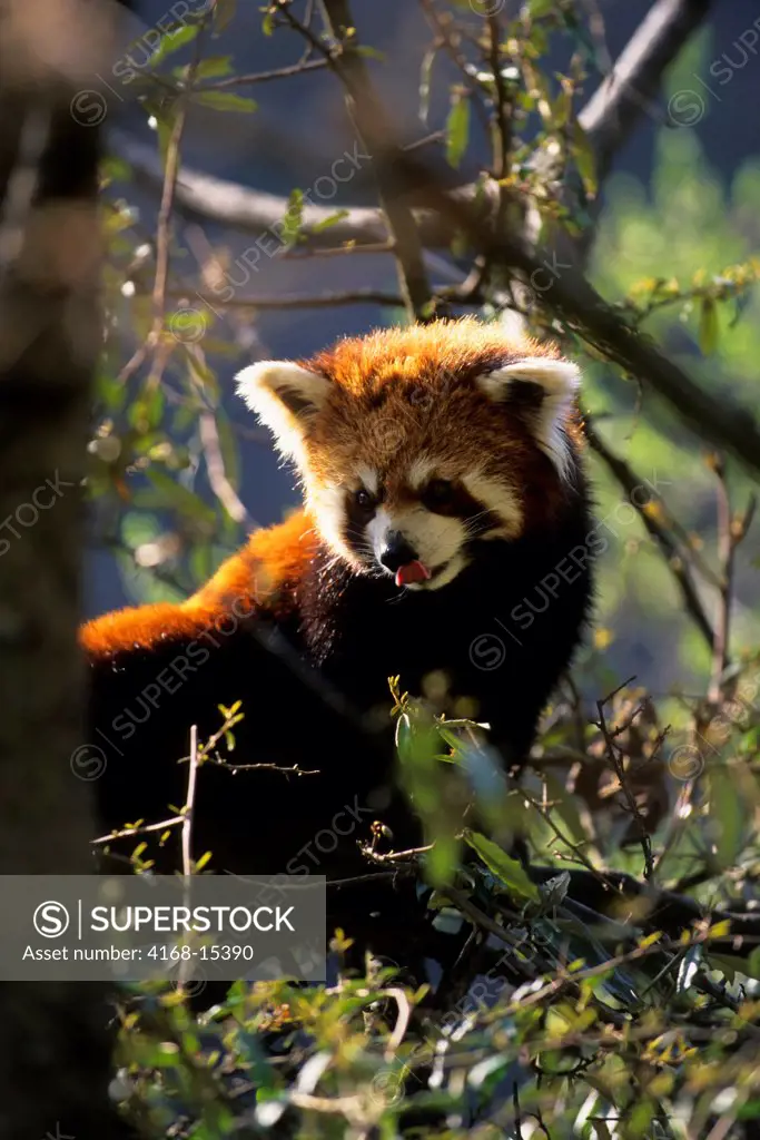 China, Sichuan Province, Wolong Panda Reserve, Red Panda (Ailurus Fulgens) In Tree