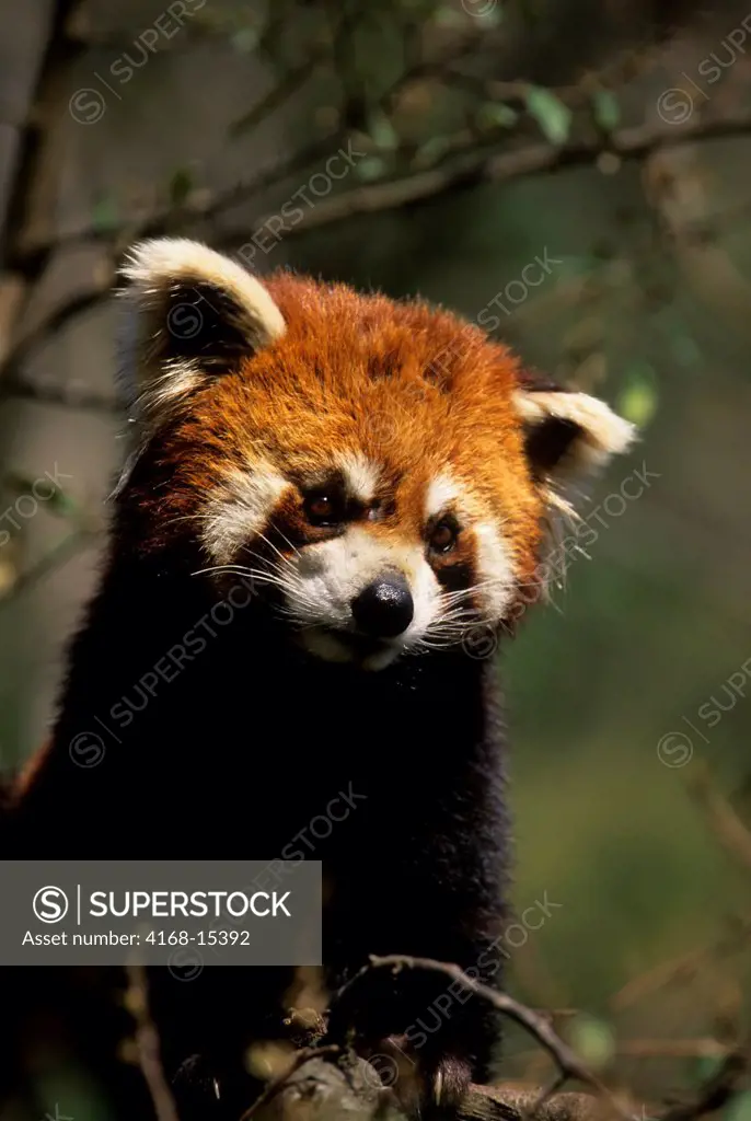 China, Sichuan Province, Wolong Panda Reserve, Red Panda (Ailurus Fulgens) In Tree, Close-Up