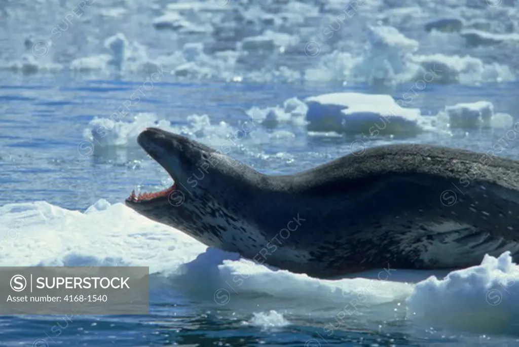 ANTARCTICA, LEOPARD SEAL ON ICEFLOE