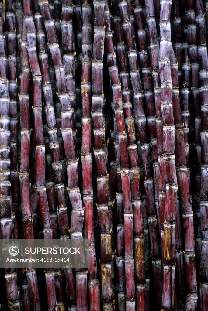 China, Guangxi Province, Near Guilin, Xing Ping Village, Close-Up Of Sugarcane