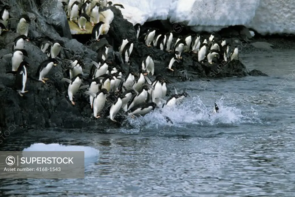 ANTARCTICA, ADELIE PENGUINS JUMPING INTO THE SEA