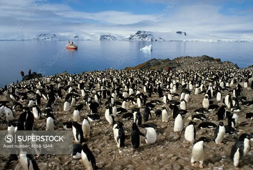 ANTARCTICA, KING GEORGE ISLAND, ADELIE PENGUIN COLONY WITH MS WORLD DISCOVERER IN BACKGROUND
