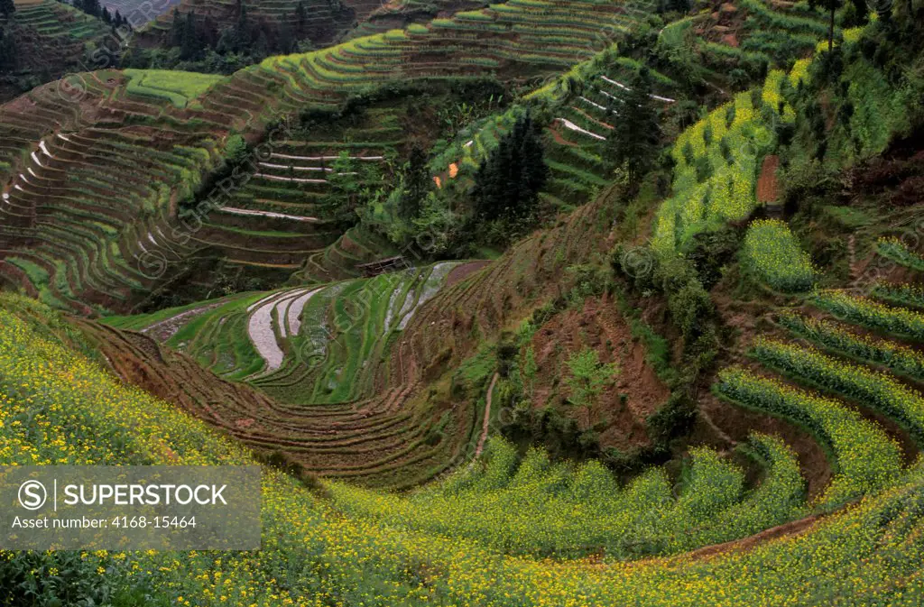 China, Guangxi Province, Near Guilin, Longji Area, Terraced Fields, Canola Flowers (Rape Seeds)
