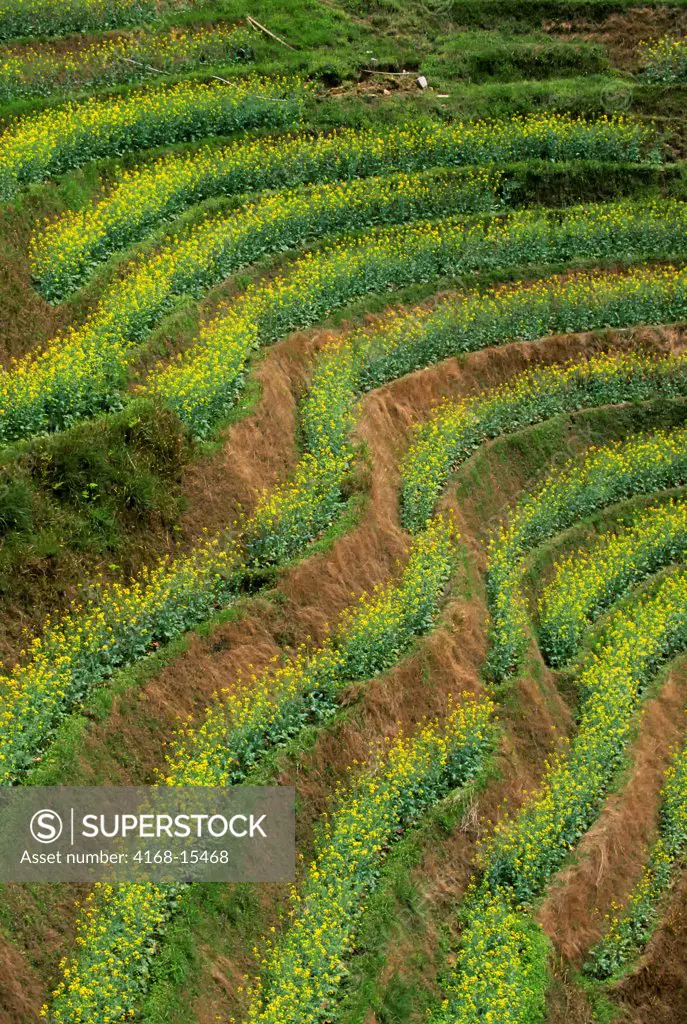 China, Guangxi Province, Near Guilin, Longji Area, Terraced Fields, Canola Flowers (Rape Seeds)