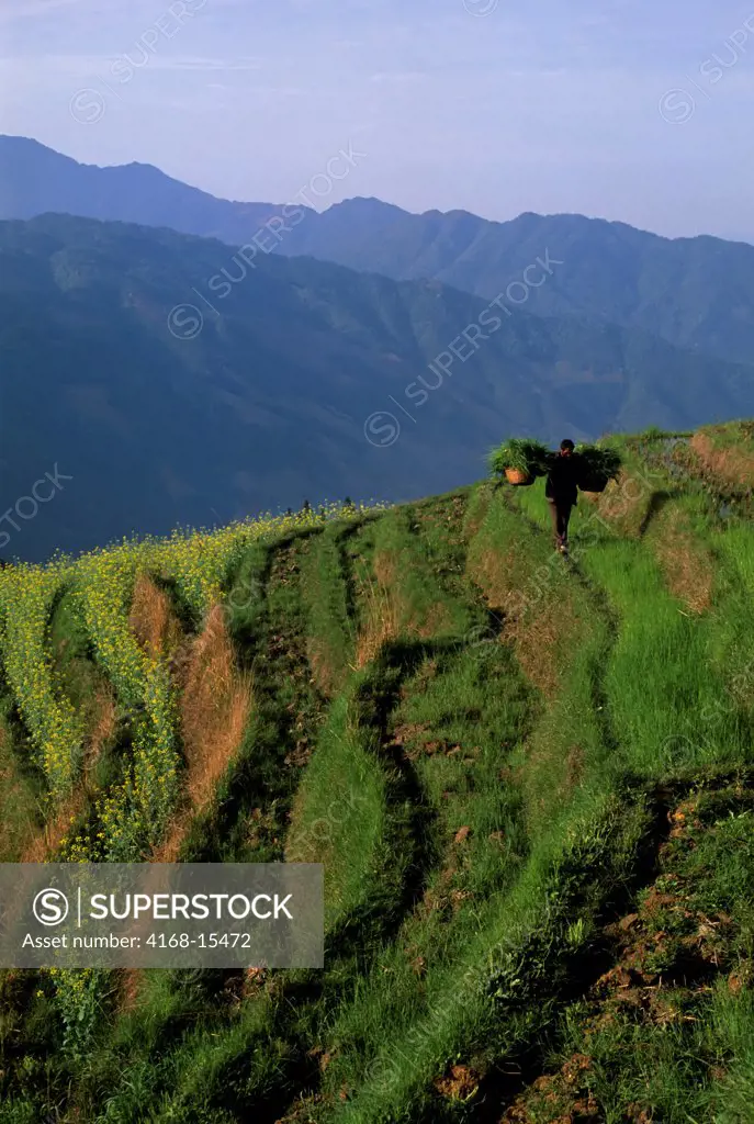 China, Guangxi Province, Near Guilin, Longji Area, Farmer Working In Terraced Fields