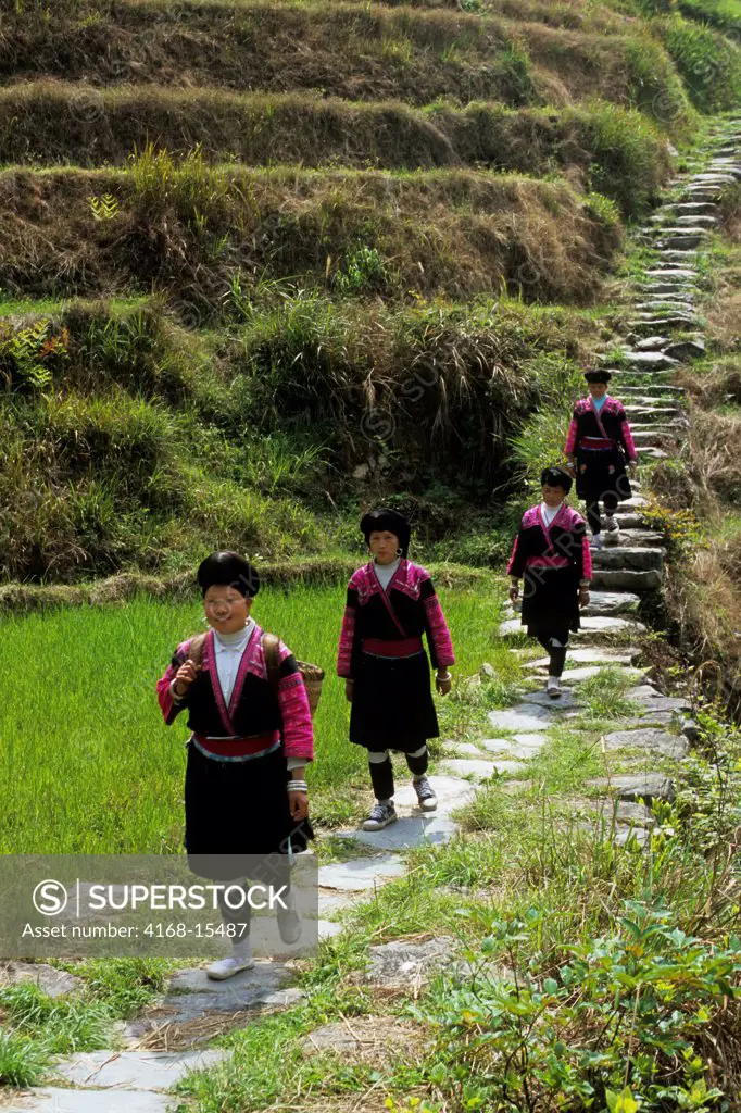 China, Guangxi Province, Near Guilin, Longji Area, Yao Women Walking On Trail In Terraced Fields