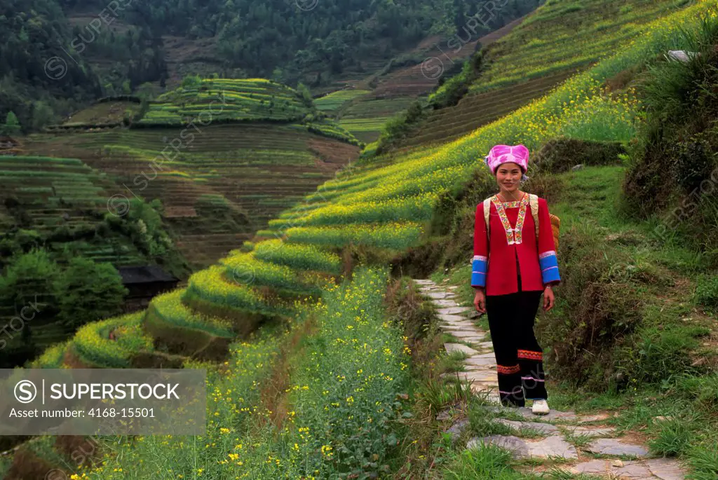 China, Guangxi Province, Near Guilin, Longji Area, Terraced Fields, Canola Flowers, Zhuang Woman On Trail