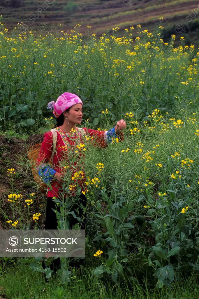 China, Guangxi Province, Near Guilin, Longji Area, Terraced Fields, Zhuang Woman In Canola Field (Rape Seed)