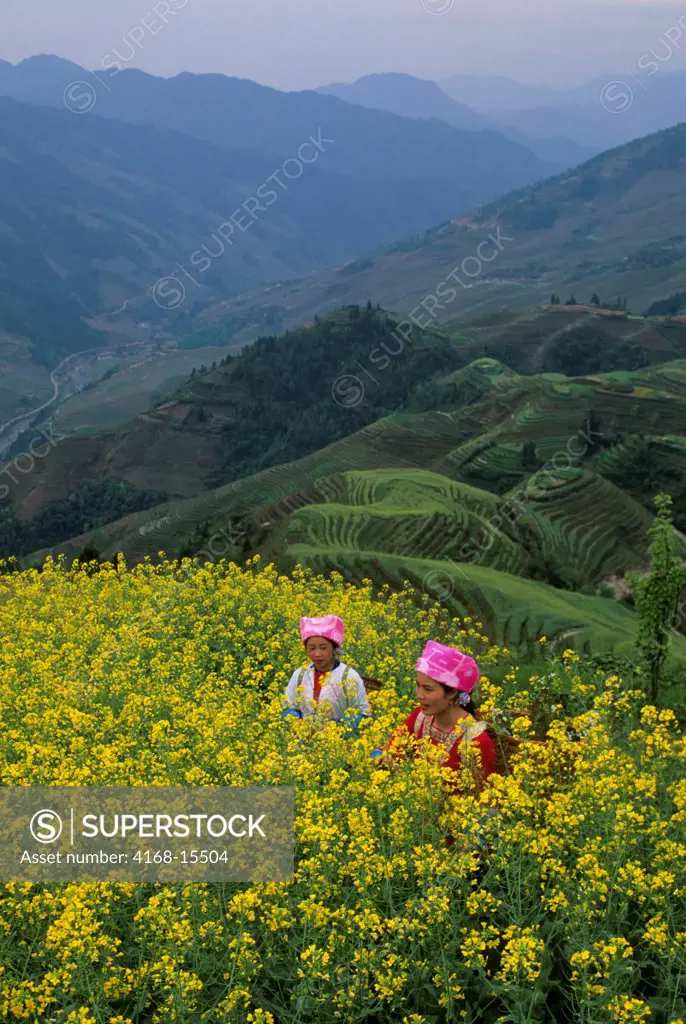 China, Guangxi Province, Near Guilin, Longji Area, Terraced Fields, Zhuang Women In Canola Field (Rape Seed)