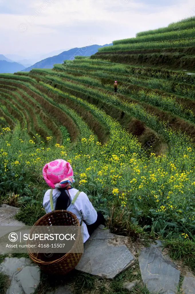 China, Guangxi Province, Near Guilin, Longji Area, Terraced Fields, Canola Field (Rape Seed), Zhuang Women