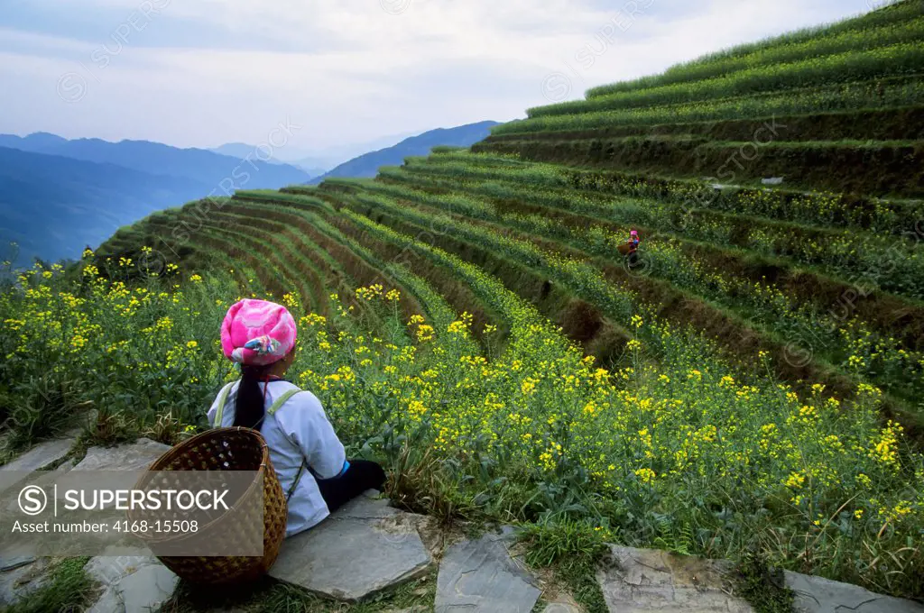China, Guangxi Province, Near Guilin, Longji Area, Terraced Fields, Canola Field (Rape Seed), Zhuang Women