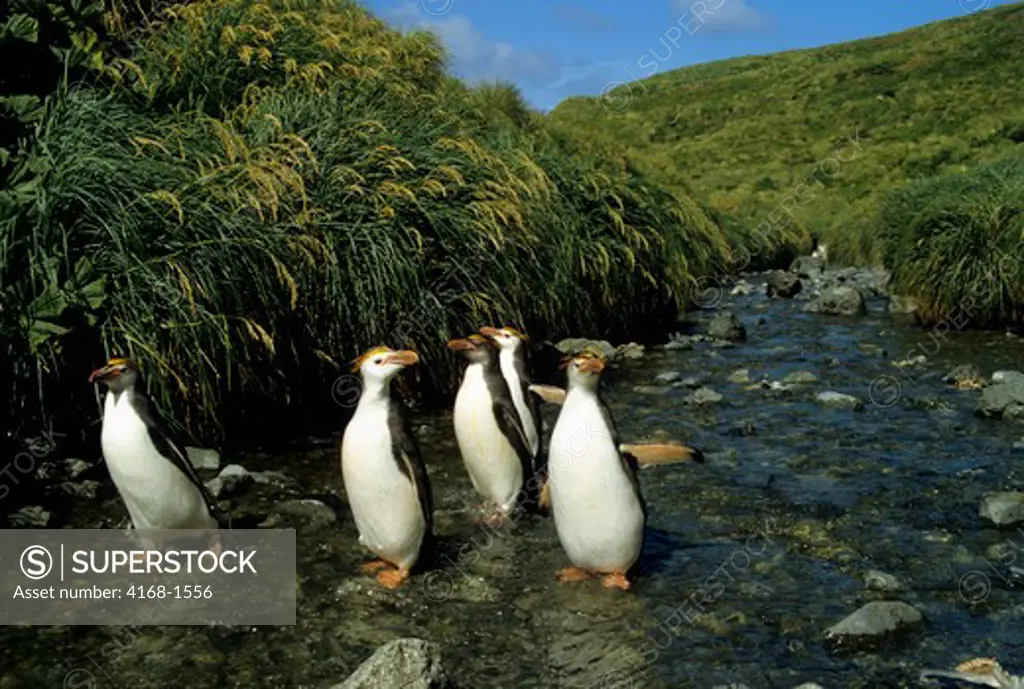 SUB-ANTARCTICA, MACQUARIE ISLAND, ROYAL PENGUINS WALKING UP STREAM, WITH TUSSOCK GRASS
