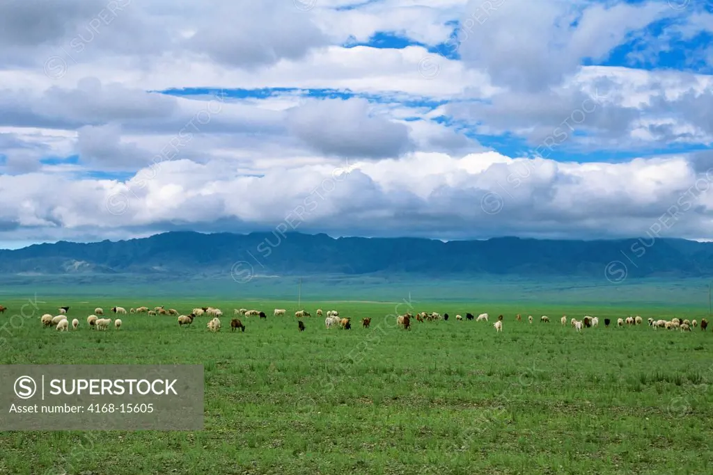 Mongolia, Gobi Desert, Near Dalanzadgad, Grasslands (Steppes), Sheep And Goat Herd