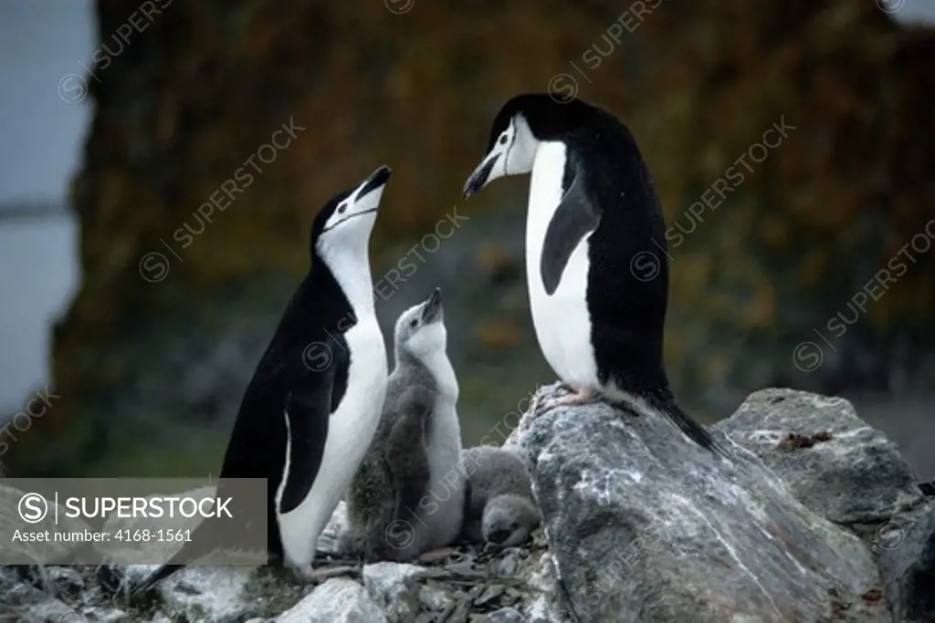 ANTARCTICA, CHINSTRAP PENGUINS WITH CHICKS, NEST RELIEF CEREMONY AFTER RETURNING FROM SEA