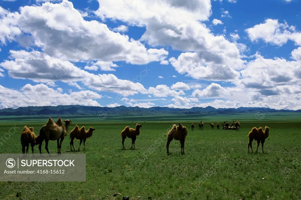 Mongolia, Gobi Desert, Near Dalanzadgad, Grasslands (Steppes), Bactrian Camels