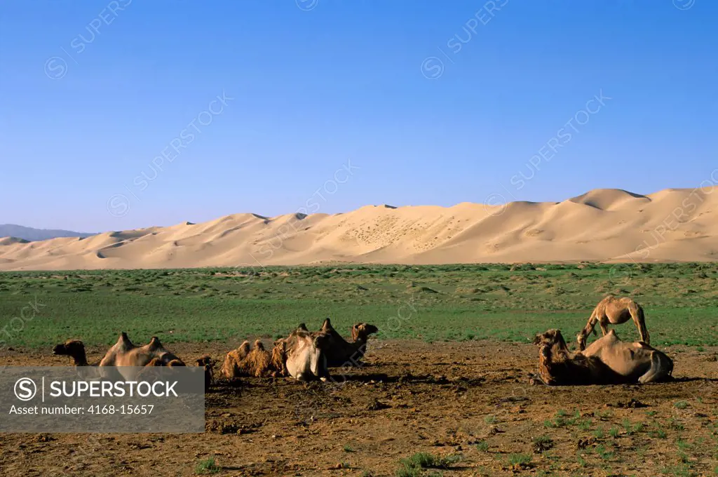 Mongolia,  Near Dalanzadgad, Gobi Desert At Khongoryn Els (Sand Dunes), Bactrian Camels