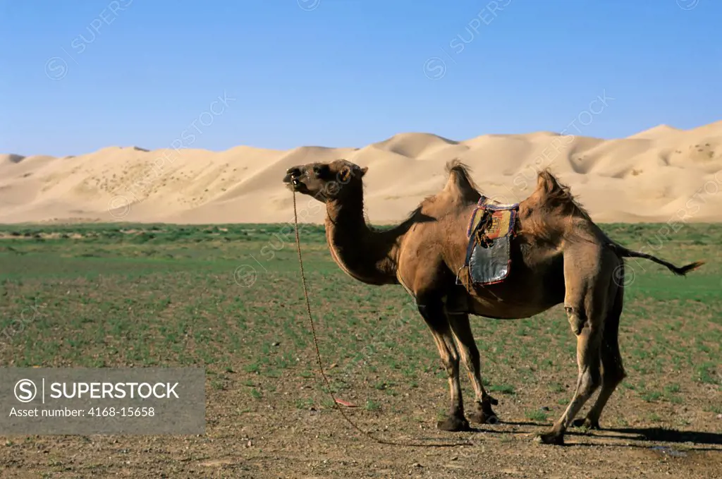Mongolia,  Near Dalanzadgad, Gobi Desert At Khongoryn Els (Sand Dunes), Bactrian Camel