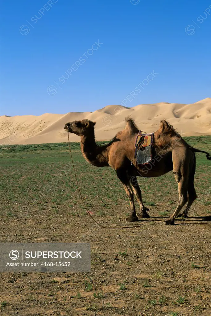 Mongolia,  Near Dalanzadgad, Gobi Desert At Khongoryn Els (Sand Dunes), Bactrian Camel