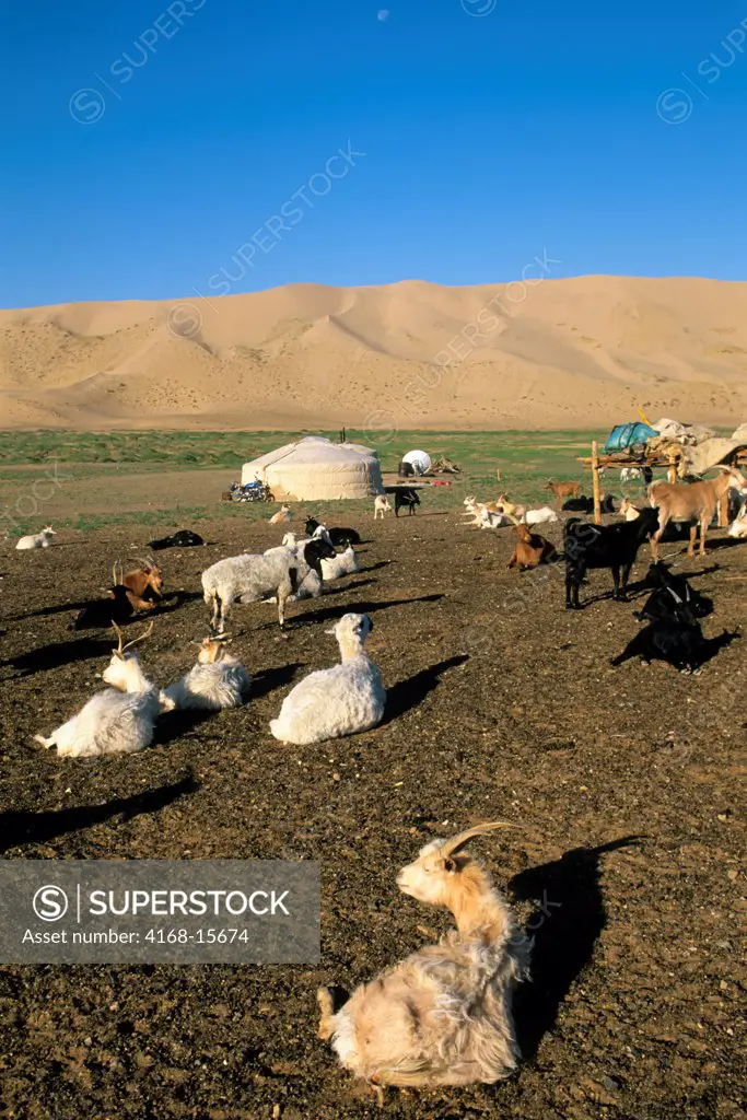 Mongolia,  Near Dalanzadgad, Gobi Desert At Khongoryn Els (Sand Dunes), Ger (Yurt), Goats And Sheep