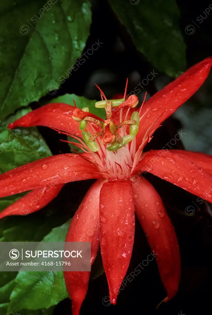 Ecuador,Amazon Rainforest, Rio Napo, Near Coca, Passionfruit Flower