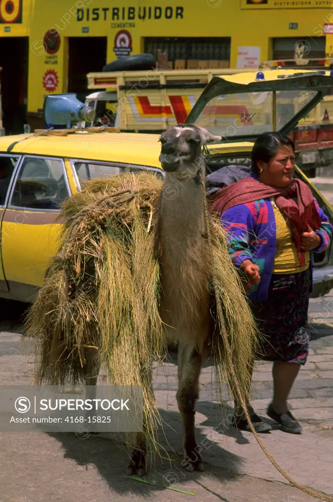 Ecuador, Highlands, Pujili, Local Indian Market, Llama Used For Transportation