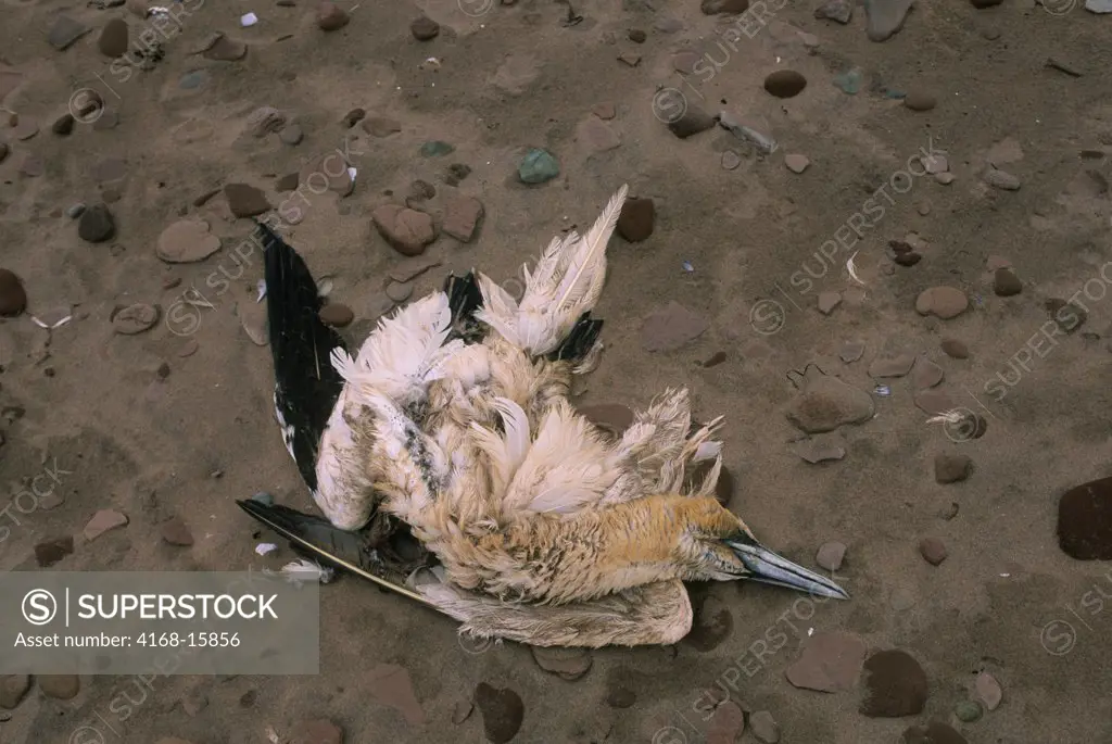 Canada, Prince Edward Island, North Rustico, Dead Gannet On Beach