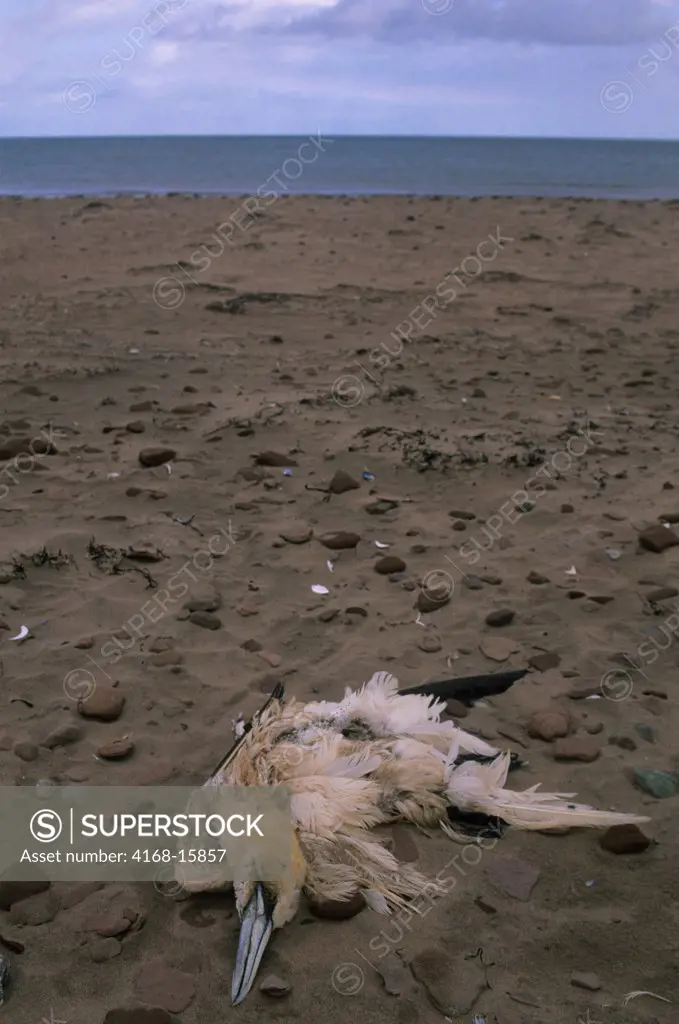 Canada, Prince Edward Island, North Rustico, Dead Gannet On Beach