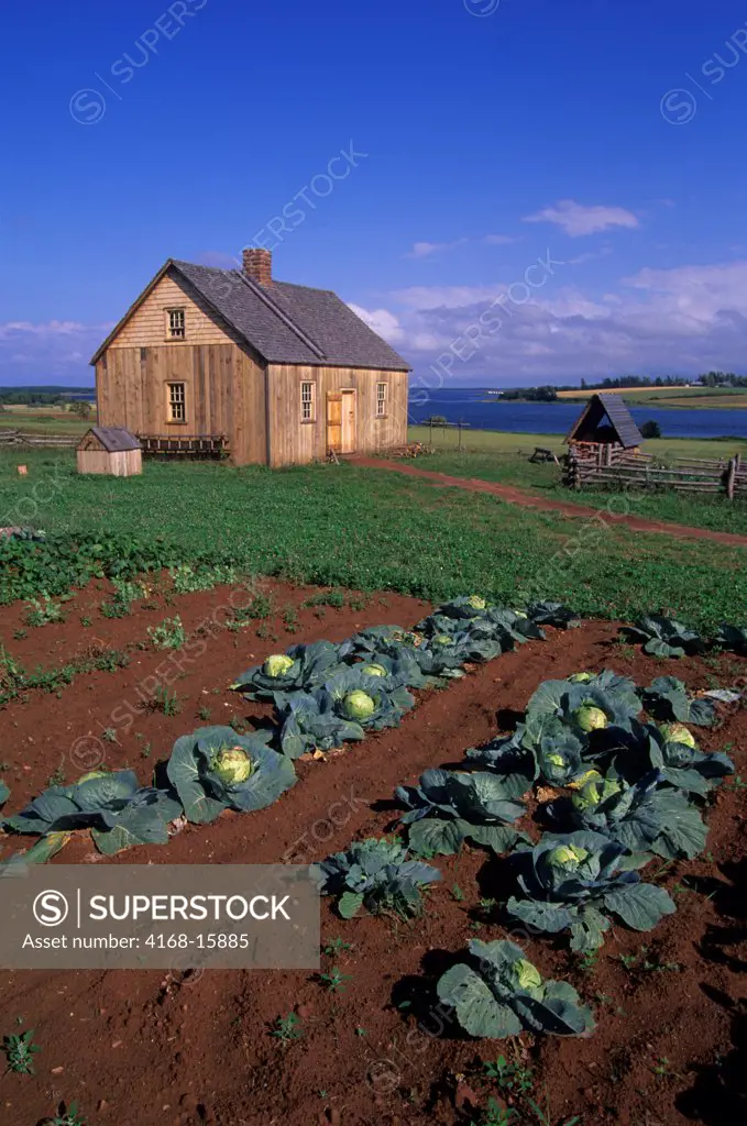 Canada, Prince Edward Island, Near Rustico, Doucet House, 1770, Garden, Cabbage
