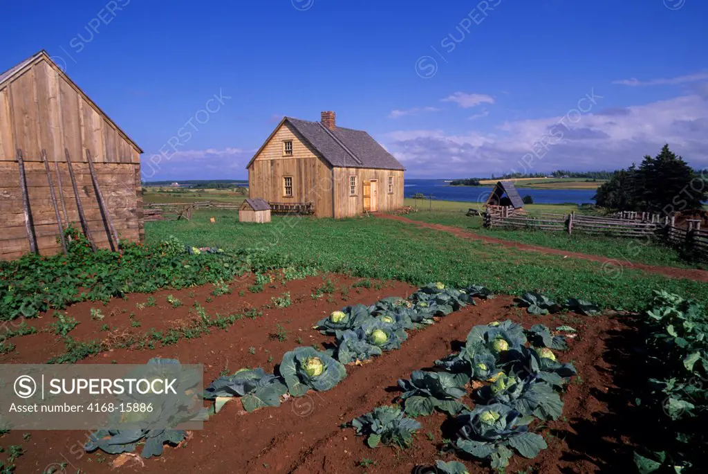 Canada, Prince Edward Island, Near Rustico, Doucet House, 1770, Garden, Cabbage