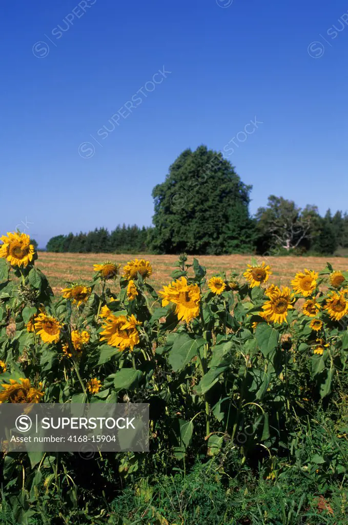 Canada, Prince Edward Island, Near Rustico, Sunflowers
