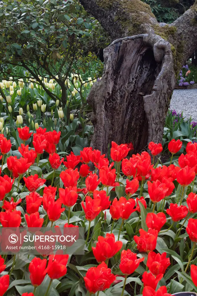 Red Tulips In Front Of Old Tree At The Roozengaarde Display Garden In The Skagit Valley, Washington State, Usa