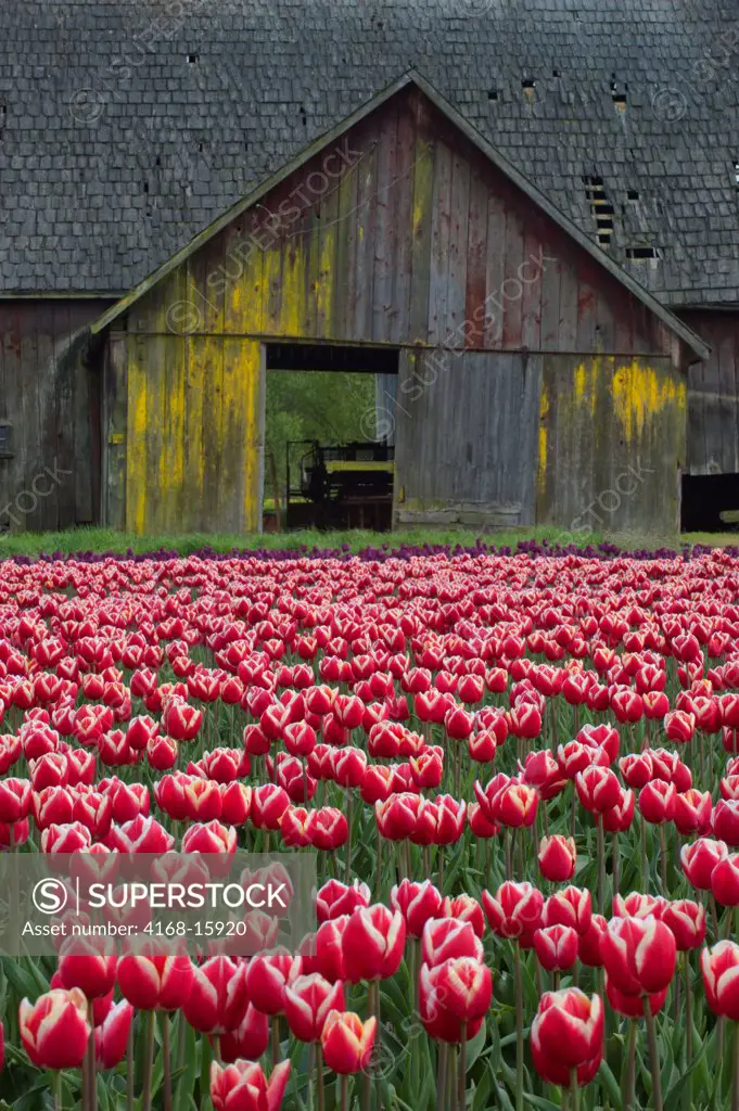 A Tulip Field In Spring With An Old Barn In Background In The Skagit Valley, Washington State, Usa