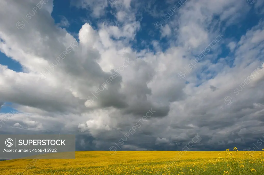 A Storm Is Brewing Over A Canola Field In The Palouse Near Moscow, Idaho State, Usa