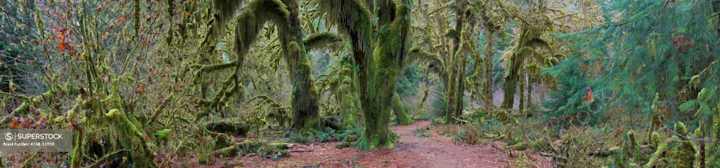Panorama Photo (60 X 14 Inches) Of Maple Trees Covered With Mosses At The Hall Of Mosses In The Hoh River Rainforest, Olympic National Park, Washington State, United States