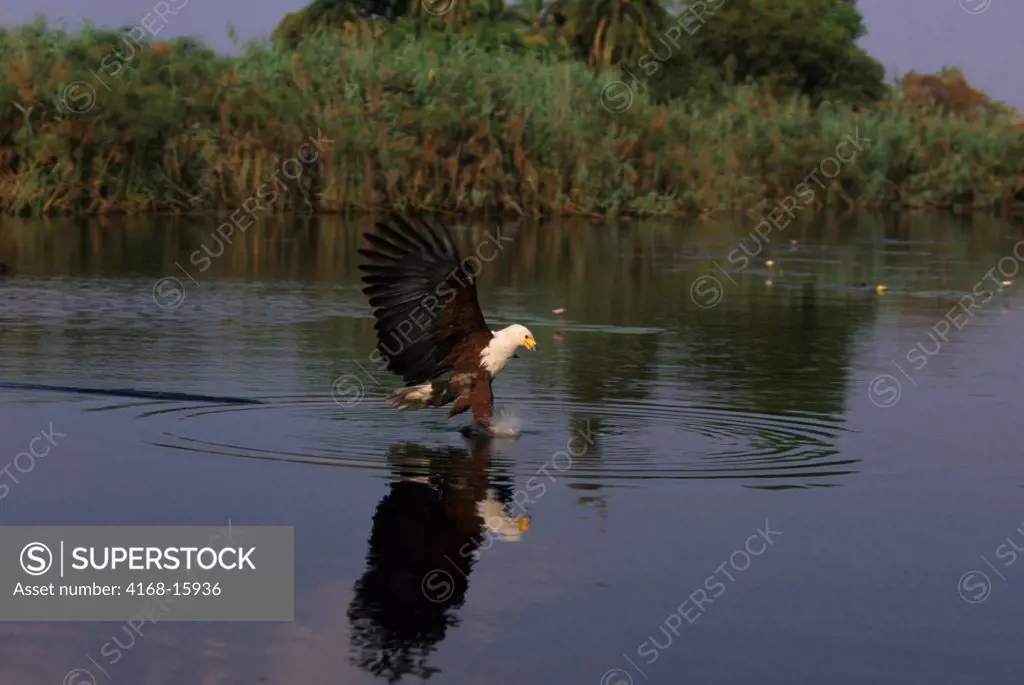 Botswana, Okavango Delta, Near Jedibe, African Fish Eagle, Fishing