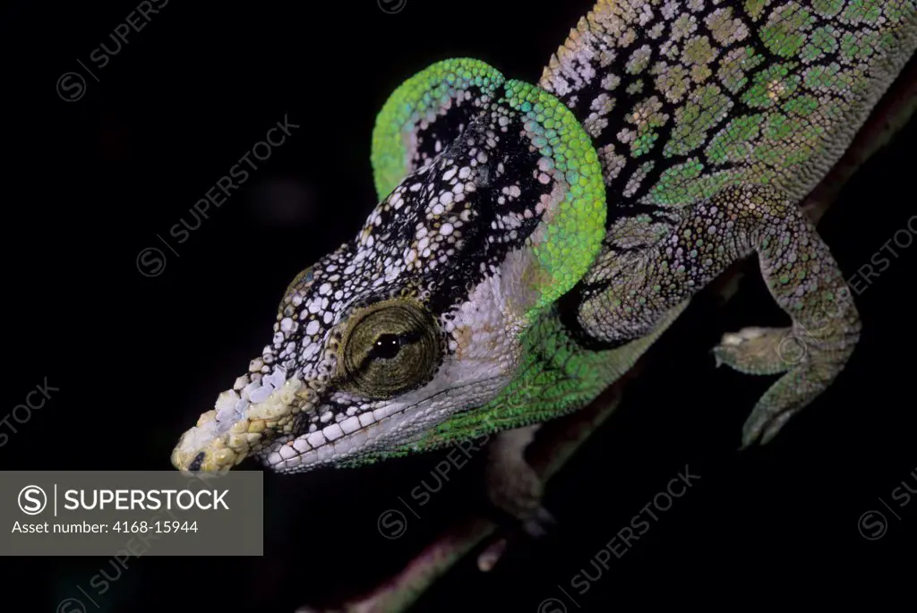 Madagascar, Mandraka, Chameleon, Male, Close-Up (Calumma Malthe)