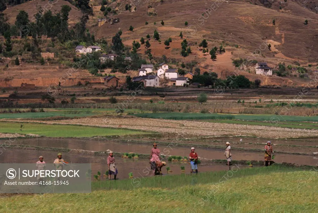 Women Planting Rice In A Field Near Antsirabe In Madagascar