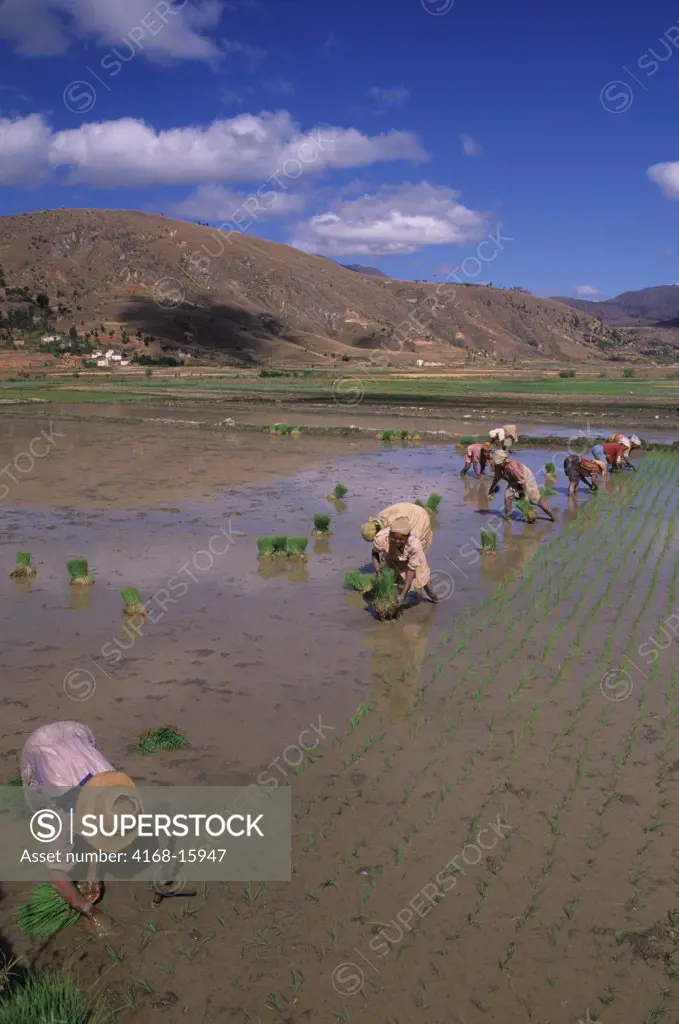 Women Planting Rice In A Field Near Antsirabe In Madagascar