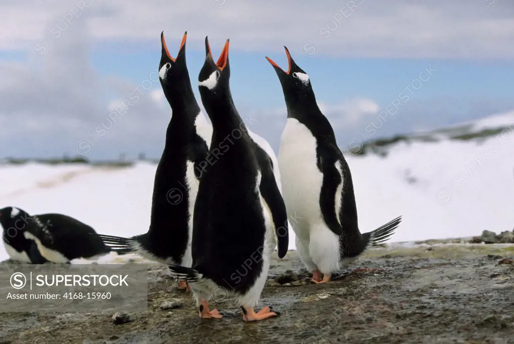 Antarctica, South Shetland Islands, King George Island, Lion'S Rump, Gentoo Penguins, Loud Mutual Display