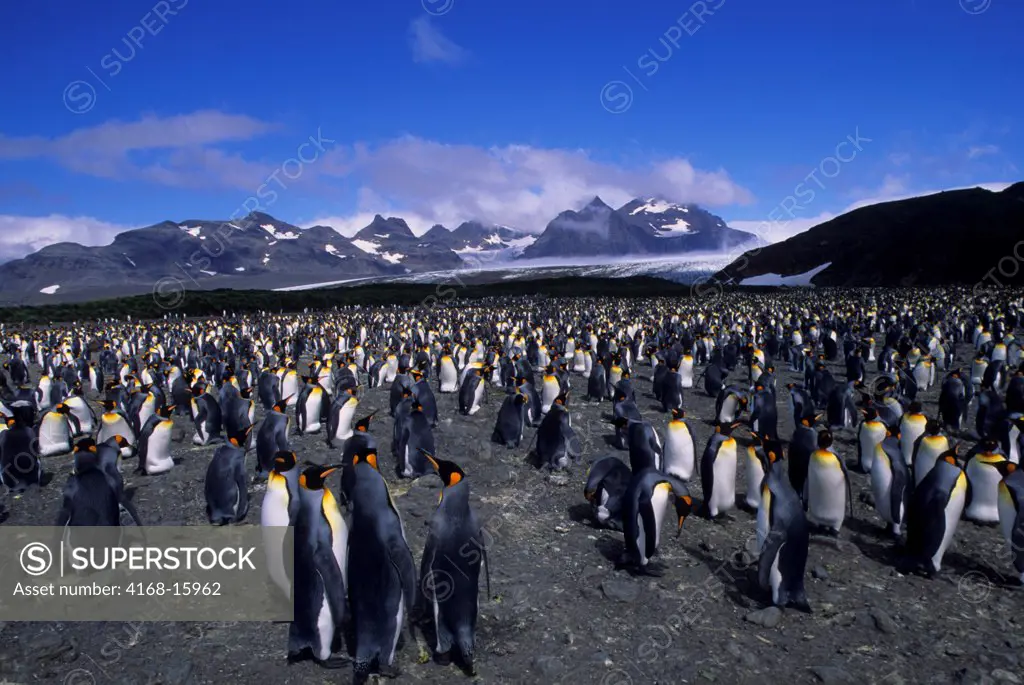 Thousands Of King Penguins (Aptenodytes Patagonicus) Nest At Salisbury Plain On South Georgia Island, A Sub-Antarctic Island