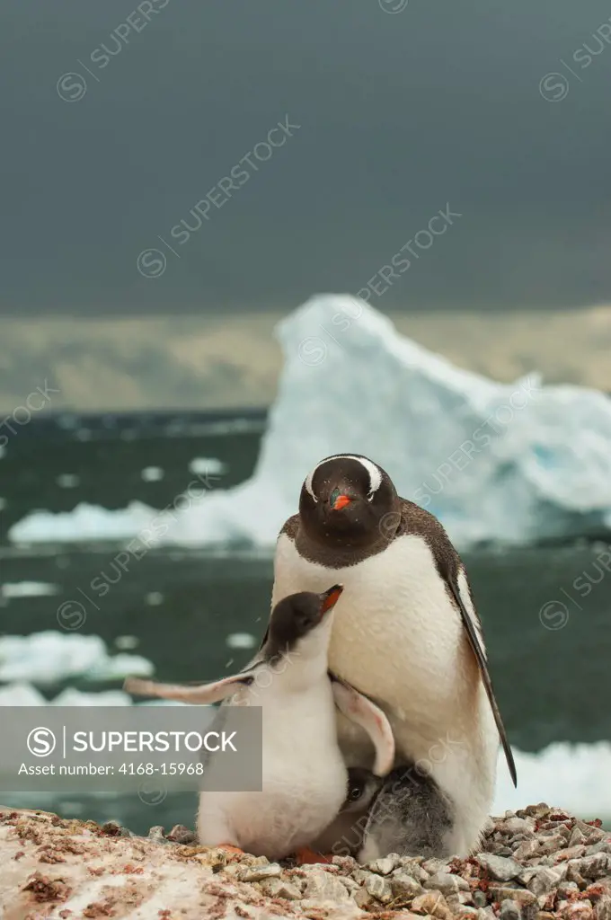Antarctica, Antarctic Peninsula, Neko Harbour, Gentoo Penguin Colony, Penguin With Chicks