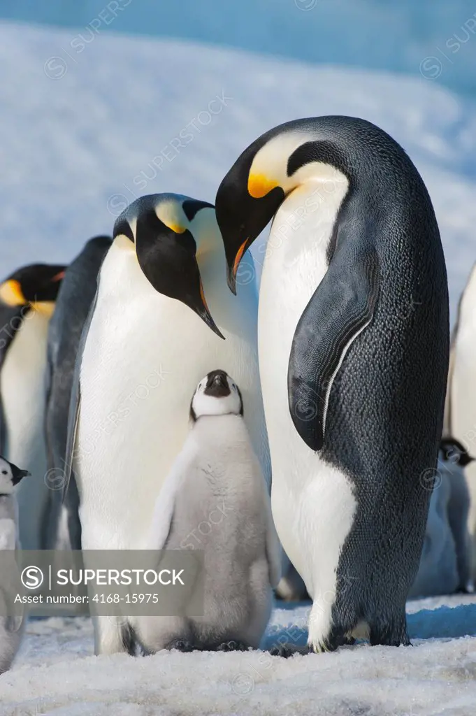 Antarctica, Weddell Sea, Snow Hill Island, Emperor Penguins Aptenodytes Forsteri,  Colony, Couple With Chick