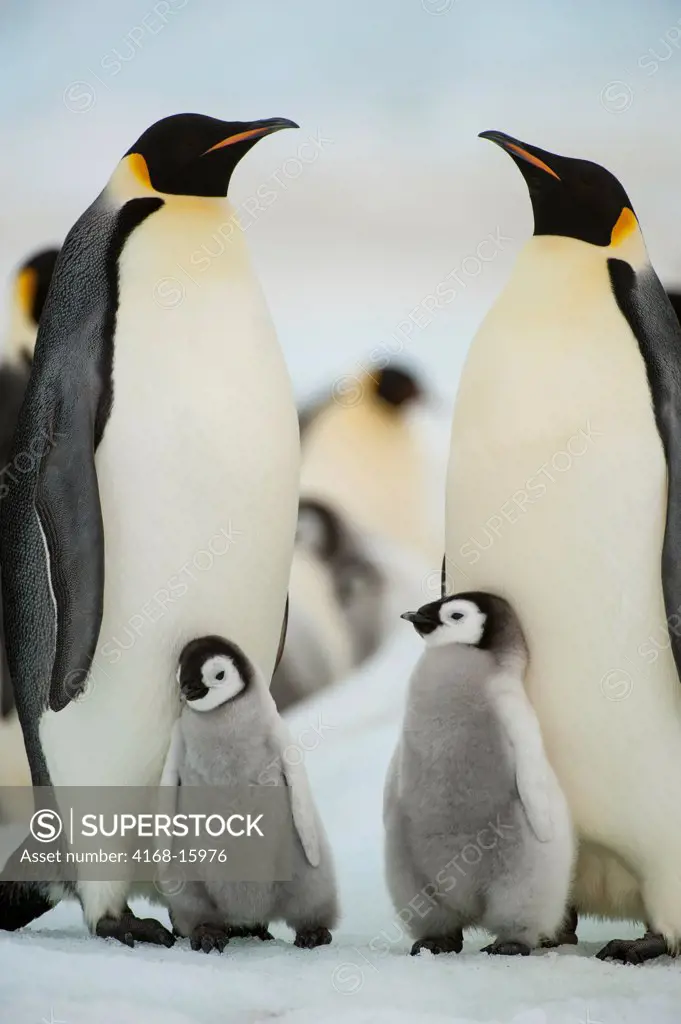 Antarctica, Weddell Sea, Snow Hill Island, Emperor Penguins Aptenodytes Forsteri, Colony, Adults With Chicks