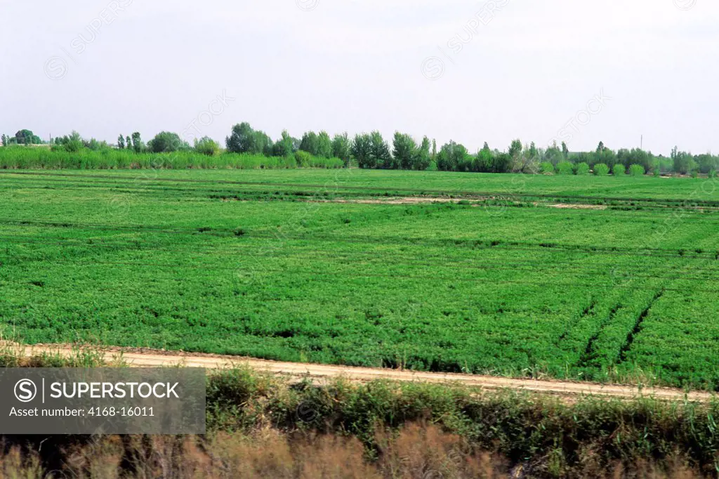 Uzbekistan, Near Khiva, Fields