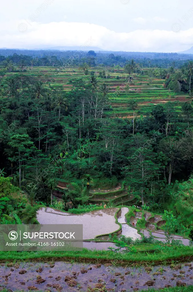 Indonesia, Bali, Terraced Rice Fields