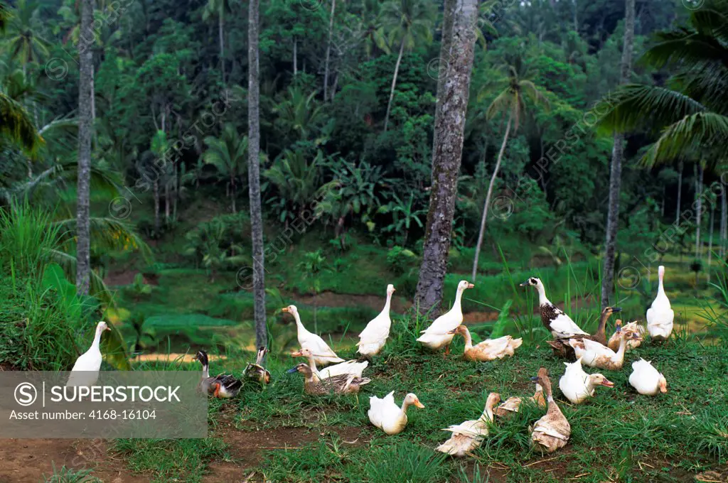 Indonesia, Bali, Terraced Rice Fields, Ducks