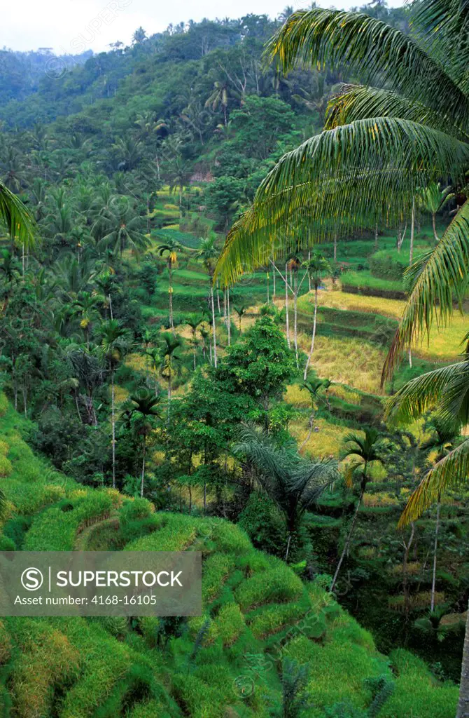 Indonesia, Bali, Terraced Rice Fields